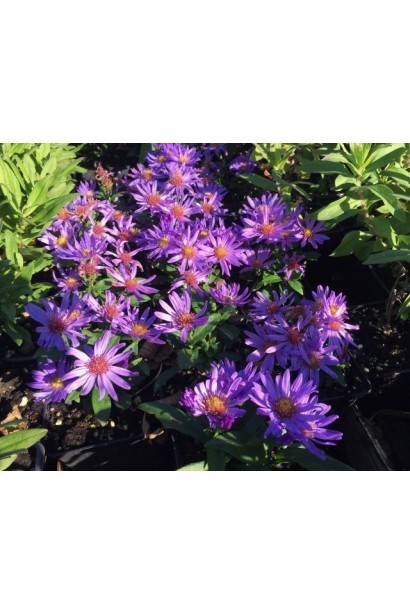 Aster dumosus Early Blue